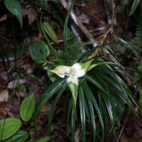 Freycinetia pycnophylla Solms